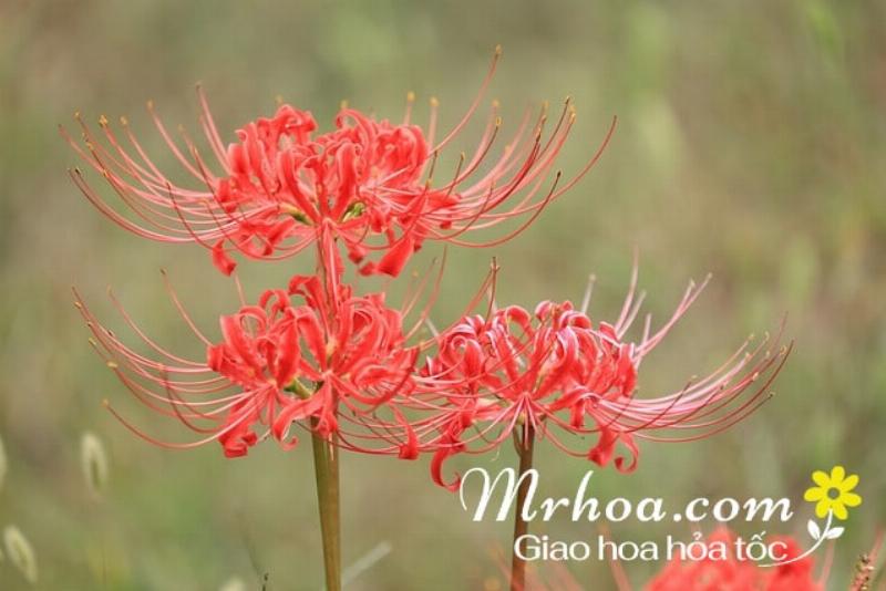 Hướng dẫn từng bước trồng và chăm sóc hoa bỉ ngạn Lycoris radiata tại nhà
